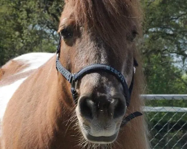 Ferienhaus Mastdreef *